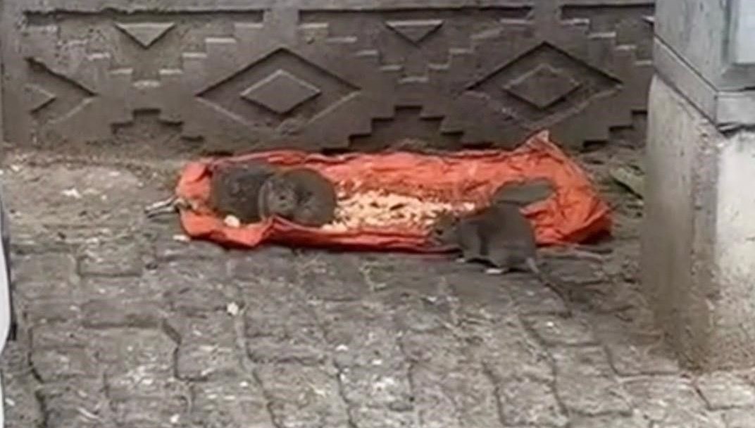 tekirdagda fareler sokaklari basti YJnqU3iN.jpg