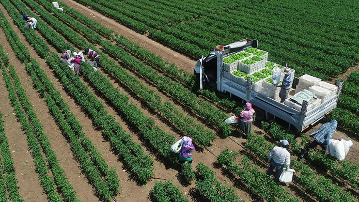 tarimsal uretimde rekor turkiye dunyada 7 avrupada 1inci siraya yerlesti CGMEKBVf.jpg