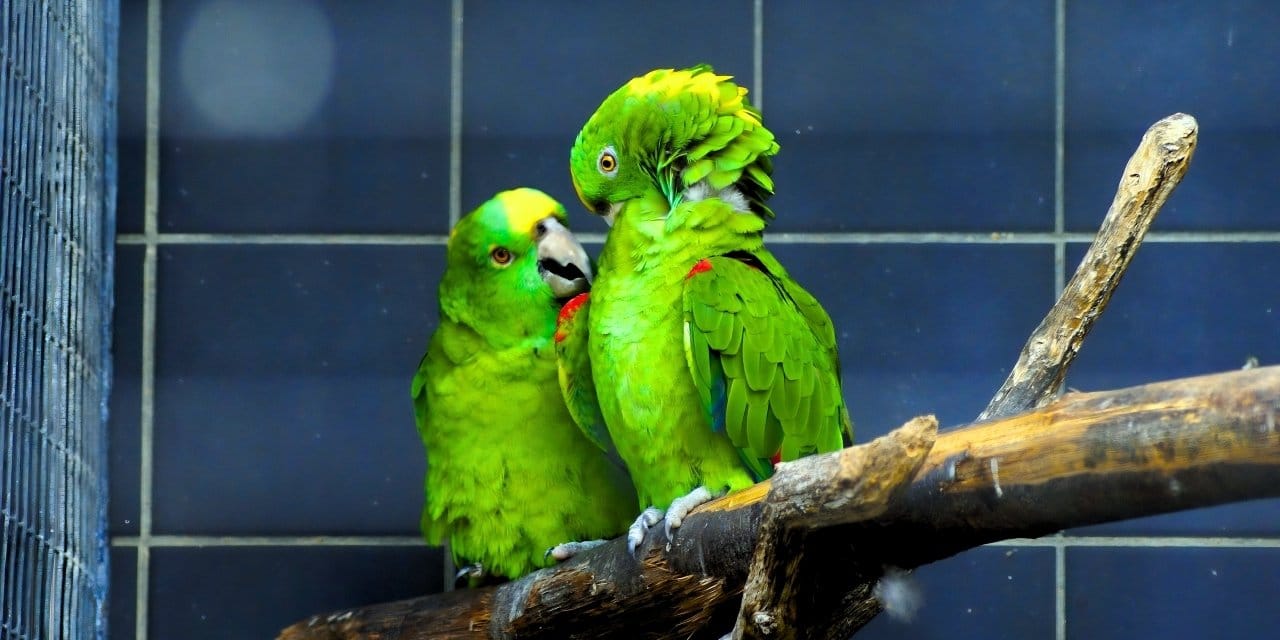 İnsan Gibi Konuşan Papağanlar: Sarı Enseli Amazonların Eşsiz İletişimi